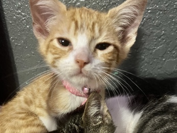 All - kittens for free that need homes available for adoption in San Antonio