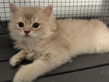 Scottish Fold – rehoming a female Scottish straight – Elk Grove