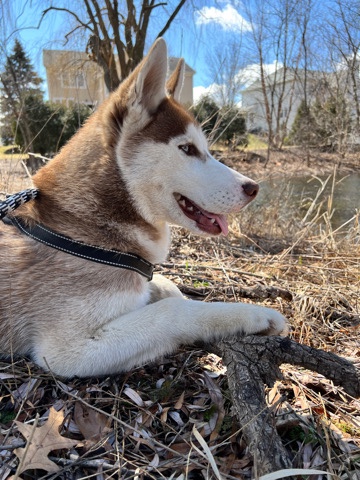 Siberian Husky – Siberian husky