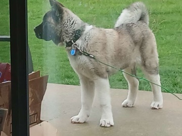 Akita – Rehoming 1 yr American Akita – Topton