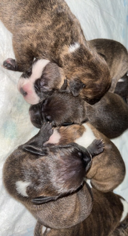 American Bulldog – XL American Bulldog X Staffy Puppies