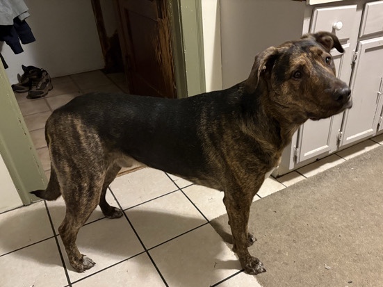 German Shepherd – Rocky (German Shepard/Pit) – Cleveland