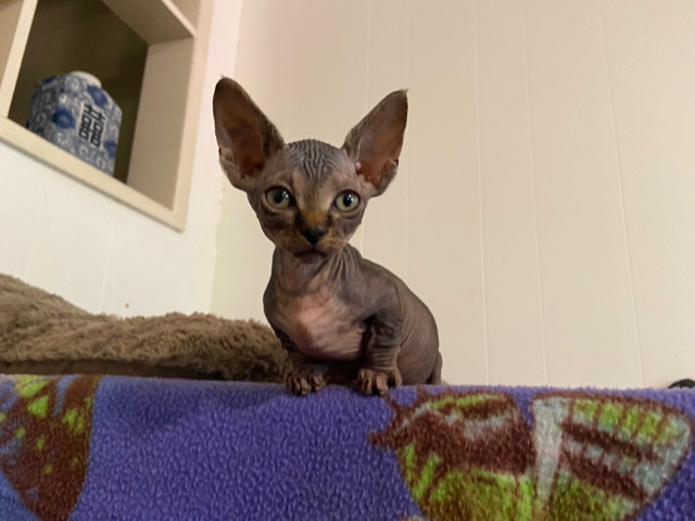 Sphynx – Sphynx Kittens