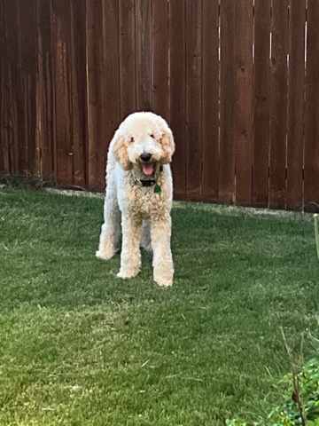 Poodle – This my puppy 6 months old poodle standard, fully vaccinated total $400 spent on fully vaccinated an