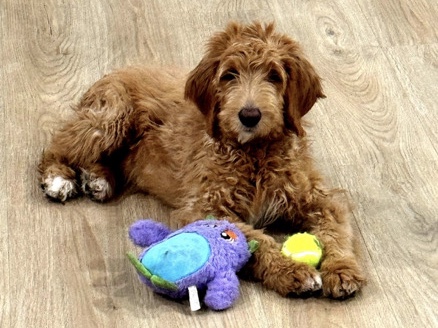 Golden doodle