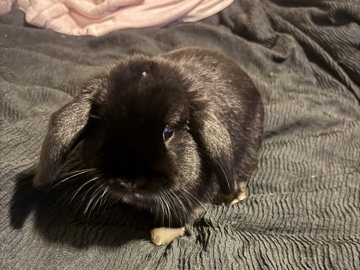 Holland Lop – Knuckles – Spokane