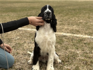 English springer spaniel 