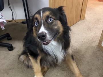 Australian Shepherd – Meet Dax – Springfield