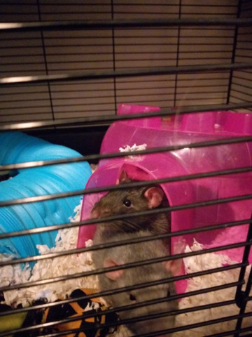 FREE! Rats