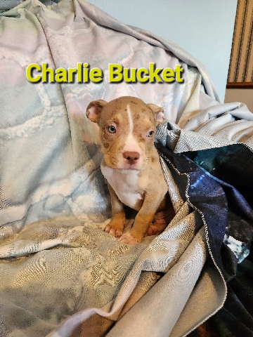 American Pit Bull Terrier – American Bully puppies in need of new homes