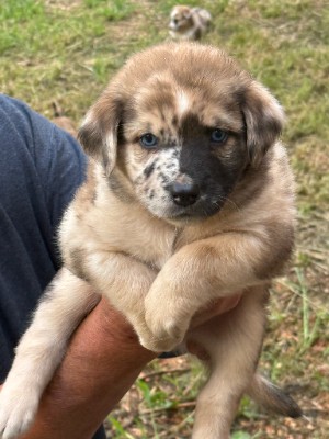 Australian Shepherd – Australian Shepherd Puppies – High Point