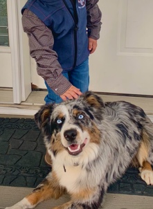 Miniature Australian Shepherd – Mini aussie female