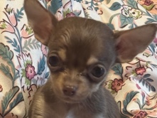 Chihuahua – Chihuahua puppies for sale – Cullowhee