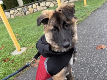 Belgian Shepherd Dog (Malinois) – Rehome – Covina