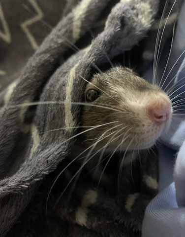 rat + cage