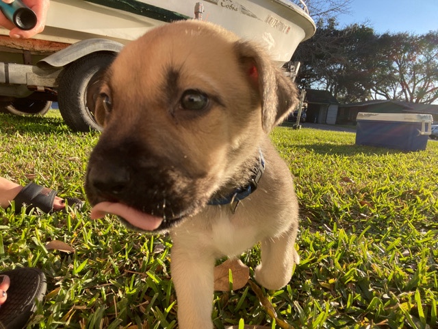 German Shepherd – im looking to rehome my puppy’s into a good family
