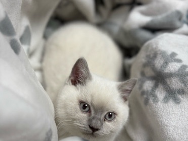 British Shorthair – britisch kurzhaar Kater – Euskirchen