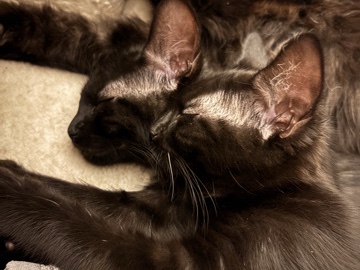 2 sister cats – New Braunfels