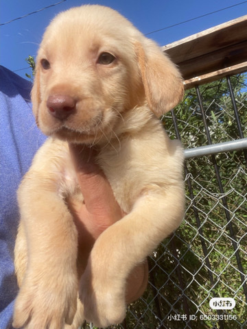 Labrador Retriever – blue eyes labrador puppy