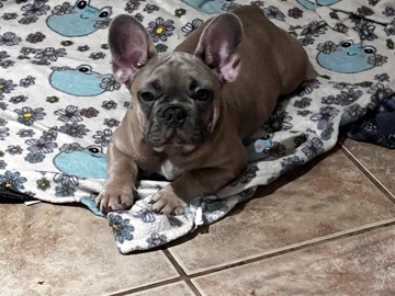 French Bulldog – Frenchie Puppies – North Port