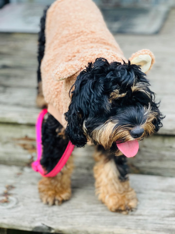 American Cocker Spaniel – cockapoo