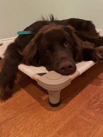 Newfoundland – professionally trained dog ***