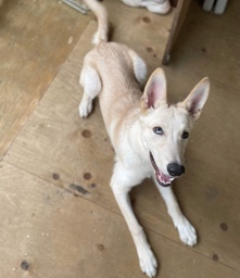 Labrador Husky – husky