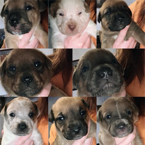 8 puppies that are looking for their forever home