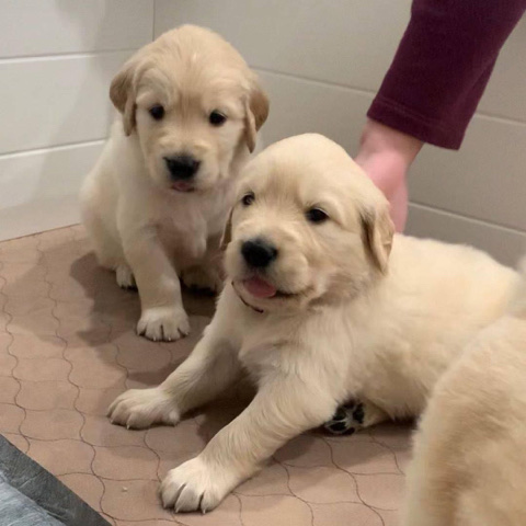 Golden Retriever – Golden Retriever