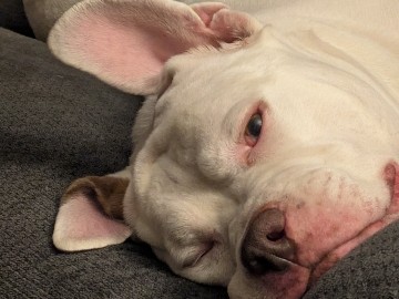 American Pit Bull Terrier – needs a good home – Lorain