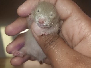 baby hamster 🐹