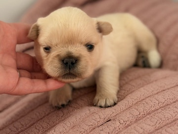 French Bulldog – fluffy French bulldog – Kalamazoo