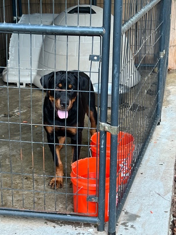 Rottweiler – 7 month rotti