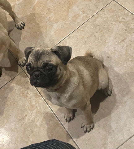 Pug – Pug Puppy