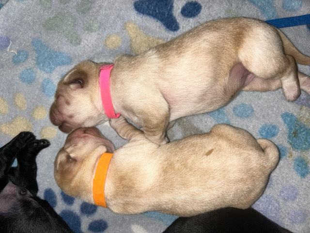 Labrador Retriever – AKC yellow labs