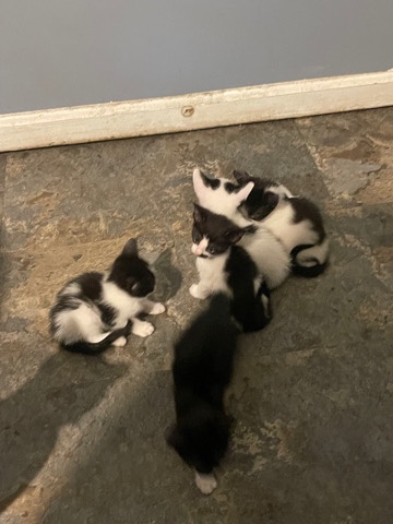 Manx – kittens