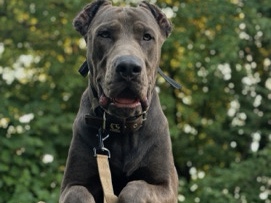 Cane Corso – cane European Doberman