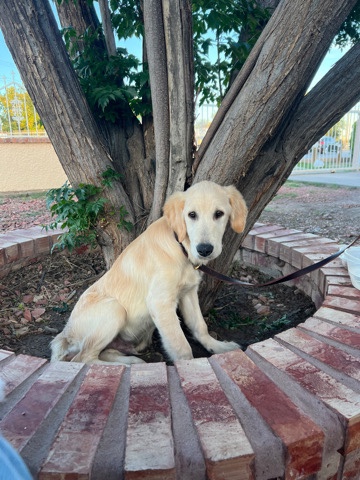 Golden Retriever – Golden Retriever