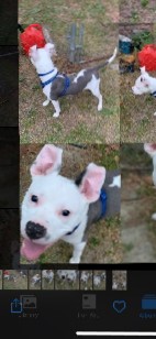 American Pit Bull Terrier – Re- Homing for a Pit Bull Terrier