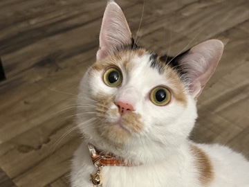 American Shorthair – S’mores = Sweetest Girl + Endless Cuddles 🍫💕 – Copperas Cove