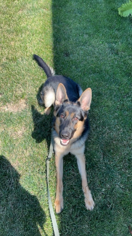 German Shepherd – 1yr old German Shepherd ECHO