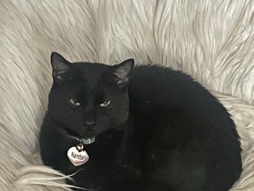 Bombay – Affectionate Bombay Cat for Rehoming in Hapeville – Hapeville