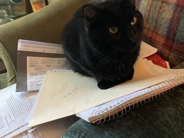 Bombay – Affectionate Bombay Cat for Rehoming in Hapeville – Hapeville
