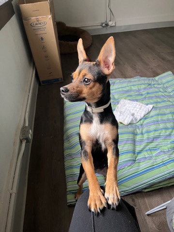 Finding Princess a New Home