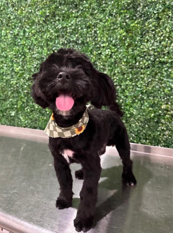 shorkie dog for sale