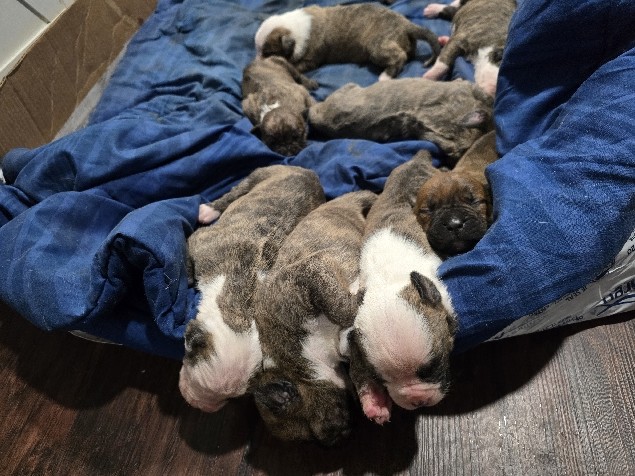 Buy All American Bully XL in Miami