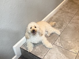 Maltipoo – Cherry Rehome – Santa Clara