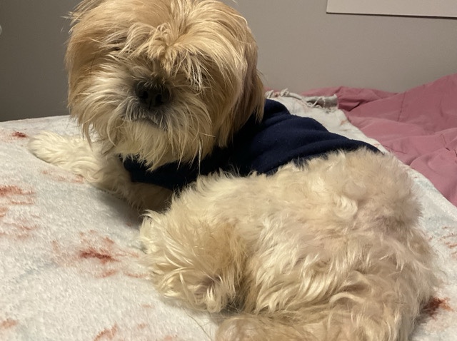 Shih Tzu – Looking to rehome My Shih Tzu – Upper Marlboro