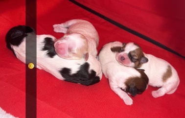 Shih Tzu – Shih Tzu Puppies