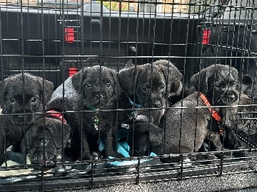 Others - french/pug/ cockapoo puppies  available for adoption in Forest Town